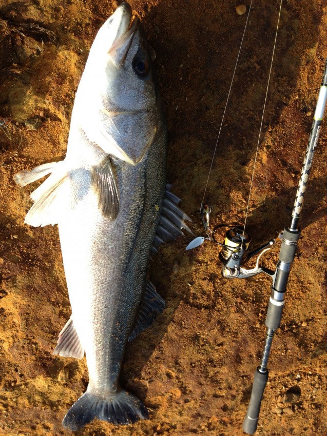 燃えよ、釣りバカ！